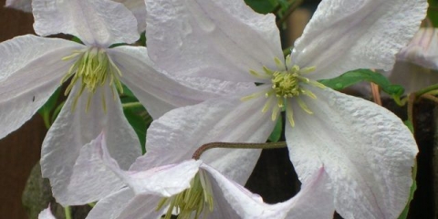 Clematis princ charles: recenzije, opis, fotografija